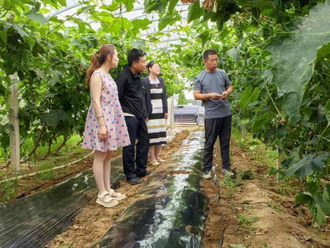 种植能手为村民支招,改进葡萄种植技术。人民网记者 王斯文摄